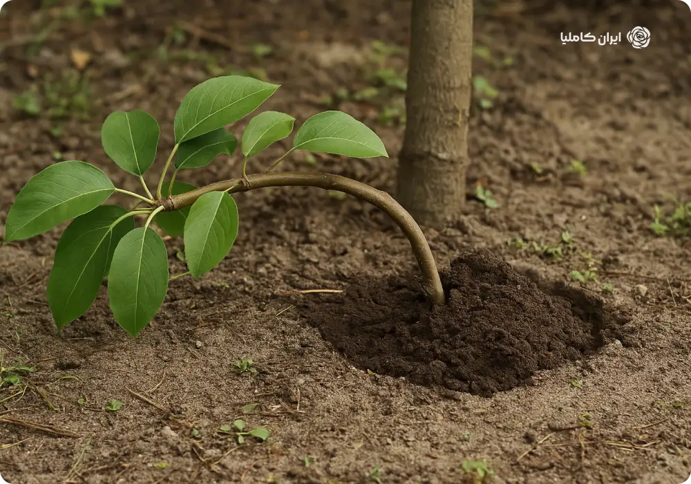 مزایای نهال پایه رویشی